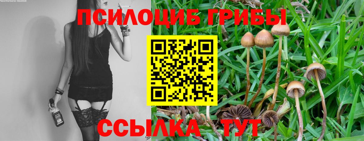 Псилоцибиновые грибы Psilocybine cubensis Иркутск